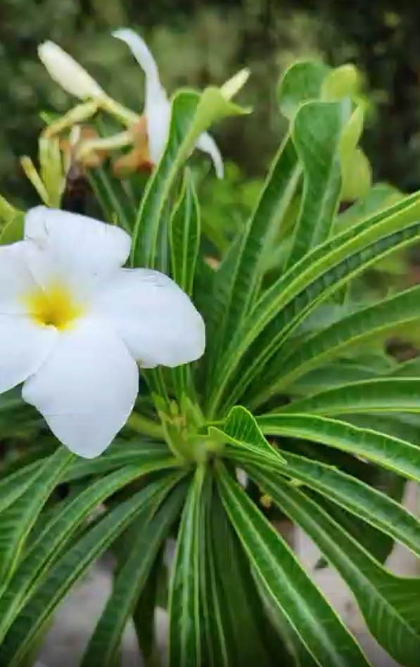 Jasmim do Caribe