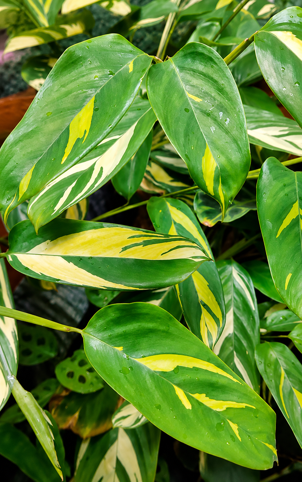 Maranta Variegata
