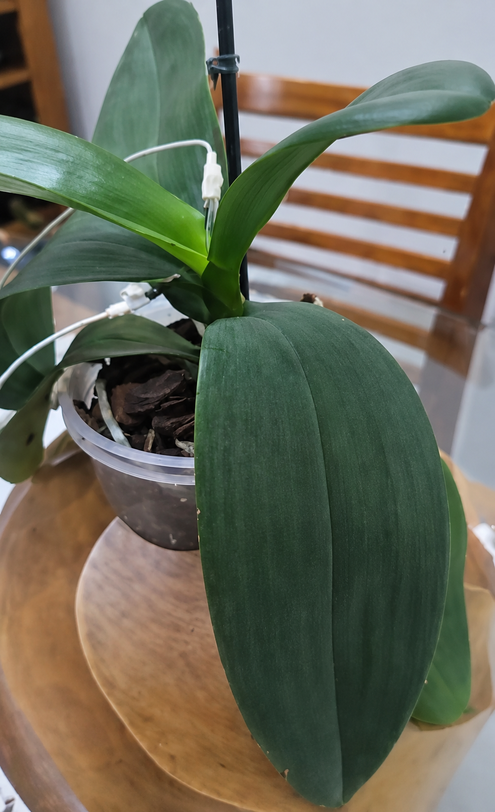 Orquídea