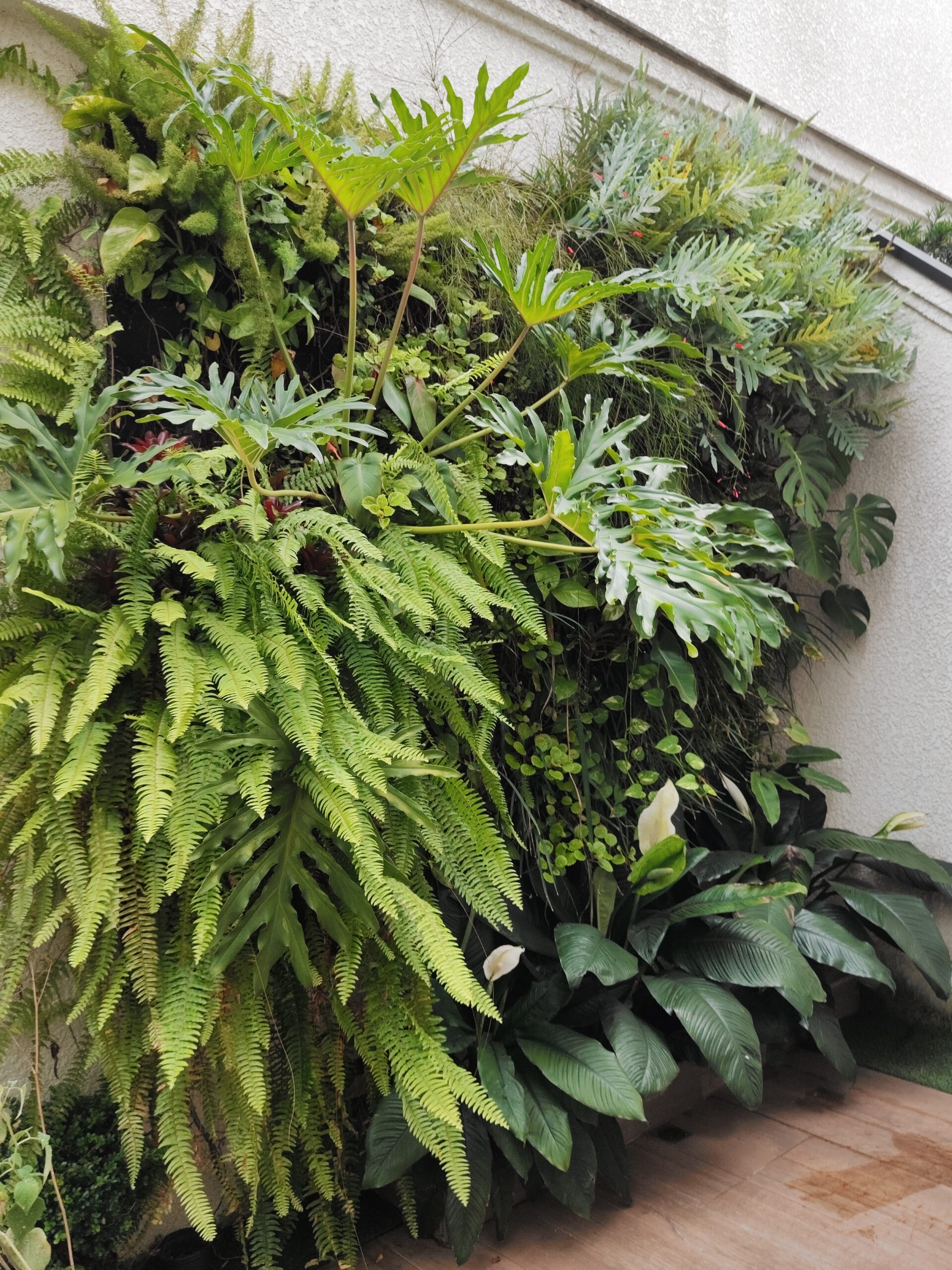 Jardim vertical Gustavo