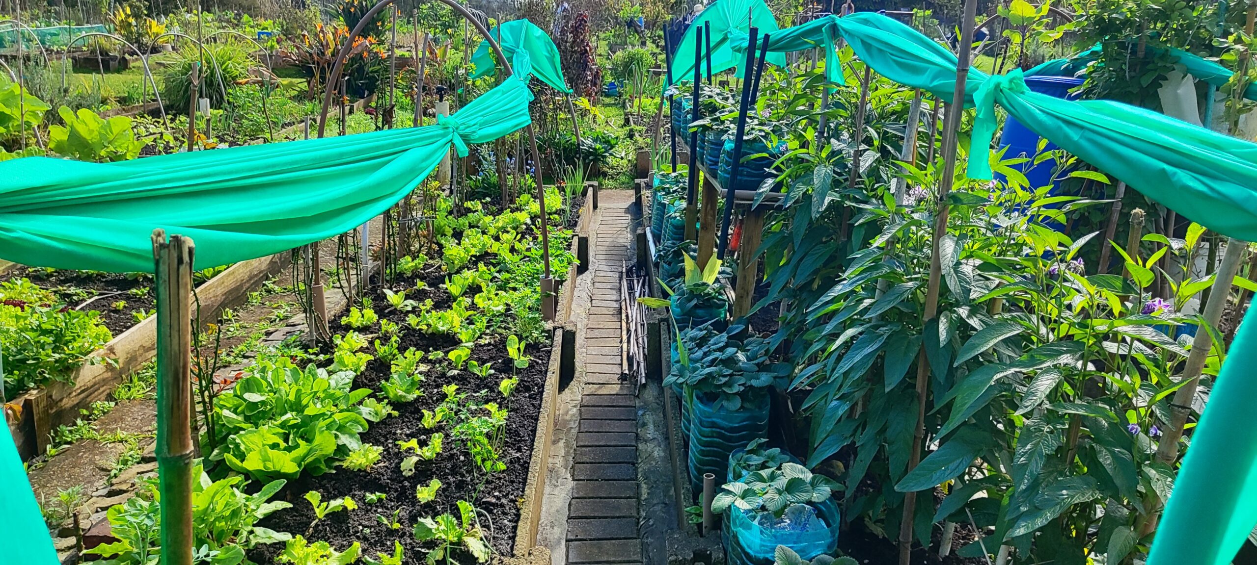 Agricultura urbana